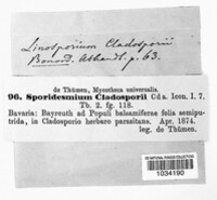 Sporidesmium cladosporii image